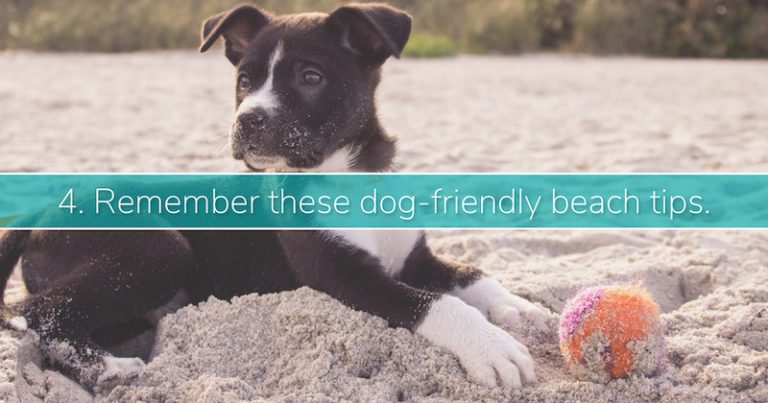 How to Plan a Topsail Pet-Friendly Vacation at the Beach - Topsail